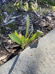 Cichorieae