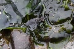 Sciomyzoidea