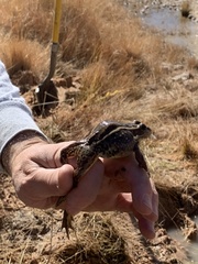 Lithobates onca