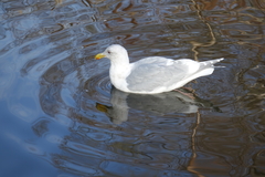 Larus glaucescens