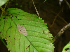 Orudiza protheclaria