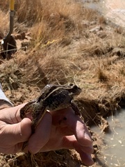 Lithobates onca