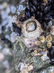 Semibalanus cariosus