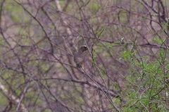 Poicephalus meyeri