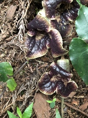 Asarum hypogynum