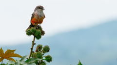 Pyrocephalus rubinus