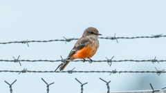 Pyrocephalus rubinus