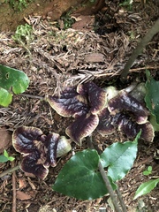 Asarum hypogynum