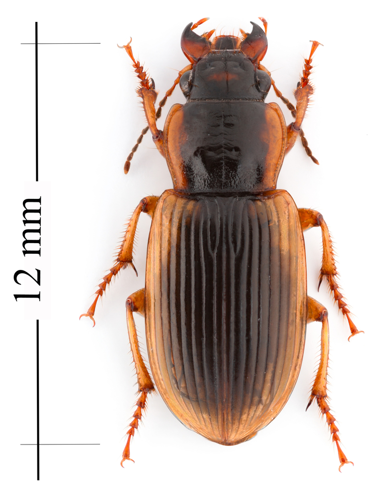 Anisodactylus discoideus