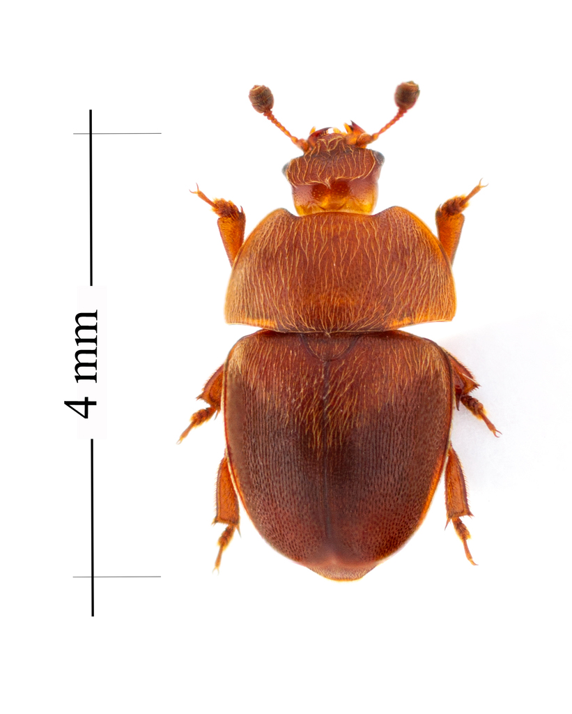 Nitidulinae