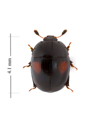 Cyllodes biplagiatus