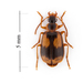 Lebia fuscata - Photo (c) pierrickb, some rights reserved (CC BY-NC), uploaded by pierrickb