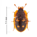 Six-spotted Sap-feeding Beetle - Photo (c) Pierrick Bloin, some rights reserved (CC BY-NC), uploaded by Pierrick Bloin
