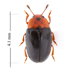 Triplax dissimulator