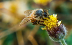 Apis mellifera