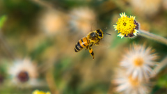Apis mellifera