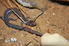 Plethodon hoffmani