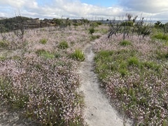 Actinotus forsythii