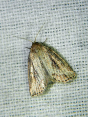 Photedes panatela
