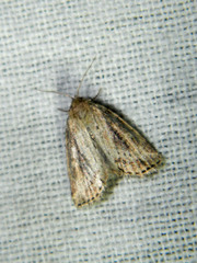 Photedes panatela