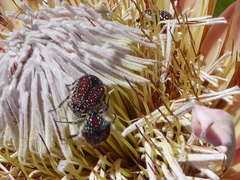 Trichostetha capensis