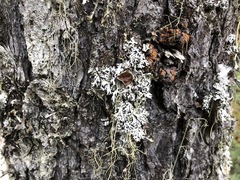 Hypogymnia metaphysodes