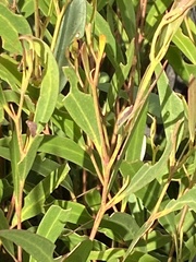 Eucalyptus stricta