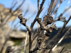 Eucalyptus stricta