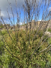 Eucalyptus stricta