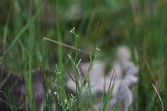 Planodes virginicum