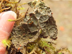 Lobaria anomala