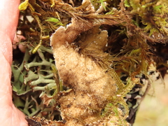 Lobaria anomala