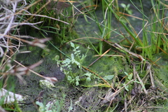 Planodes virginicum