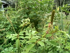 Indigofera hirsuta