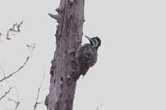 Chloropicus namaquus