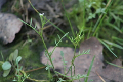 Planodes virginicum