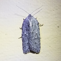 Acleris maximana