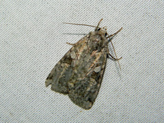 Anaplectoides pressus