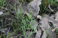 Planodes virginicum