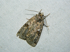 Anaplectoides pressus