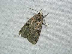 Anaplectoides pressus