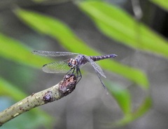 Brachydiplax duivenbodei