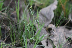 Planodes virginicum