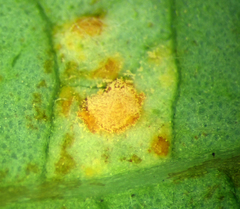 Melampsora hypericorum