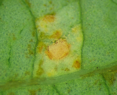 Melampsora hypericorum