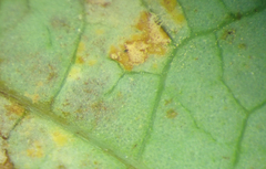 Melampsora hypericorum