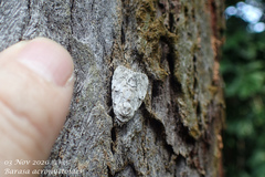 Barasa acronyctoides