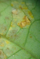 Melampsora hypericorum