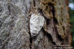 Barasa acronyctoides