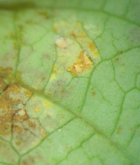 Melampsora hypericorum